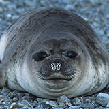  Seal 