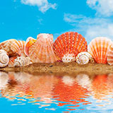  Seashells 