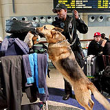  Sniffer Dog 