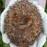  Hedgehog 