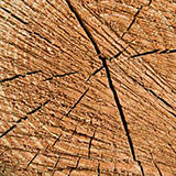  Tree Trunk 