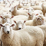  Sheep 