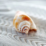  Shell 