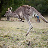  Skippy 
