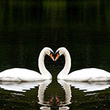  Swans 
