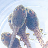  Tadpoles 