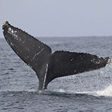  Tail 