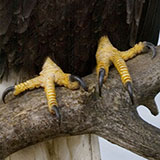  Talons 
