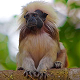  Tamarin 