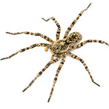  Tarantula 