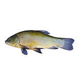  Tench 