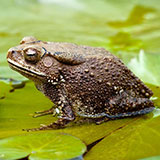  Toad 