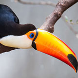  Toucan 