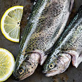 Trout 