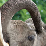  Trunk 