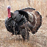  Turkey 