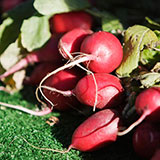  Turnips 