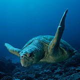  Turtle 
