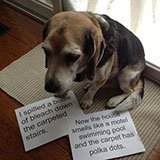  Dog Shaming 