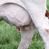  Udders 