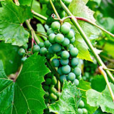  Unripe 