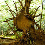  Uprooted 