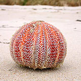  Urchin 