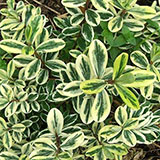  Variegated 