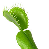  Venus Flytrap 