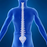 Vertebrae 