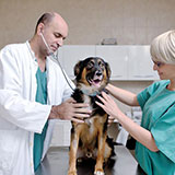  Vet 