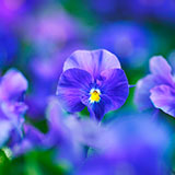  Violets 