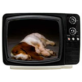  Hush Puppies 