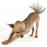  Wag 