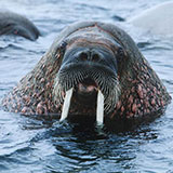  Walrus 