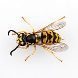  Wasp 