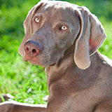  Weimaraner 