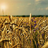  Wheat 