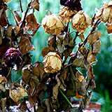  Wilted 