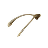  Wishbone 