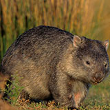  Wombat 