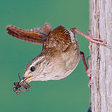  Wren 