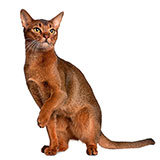  Abyssinian 