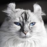  American Curl 