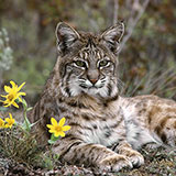 Bobcat 