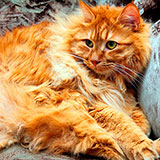  Bobtail 
