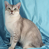  Burmilla 