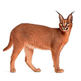  Caracal 