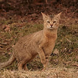  Chausie 