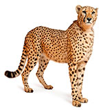  Cheetah 